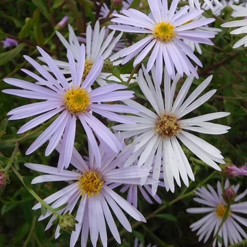 Aster pyrenaeus 'Lutetia' – Pireneusi őszirózsa