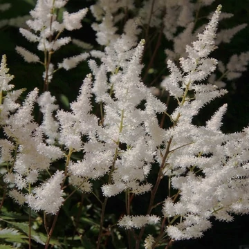 Astilbe x arendsii 'Bumalda' – Kerti tollbuga
