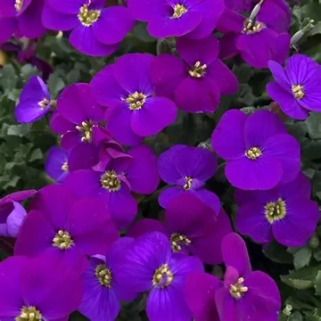 Aubrieta 'Audrey Purple Shades' – Pázsitviola
