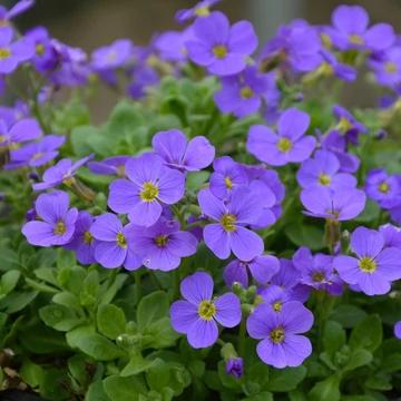 Aubrieta 'Audrey Sky Blue' – Pázsitviola