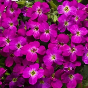 Aubrieta hybrida 'Axcent Lilac' – Kerti pázsitviola