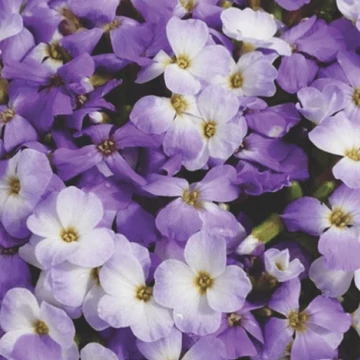 Aubrieta 'Regado Blue White Bicolour' – Pázsitviola