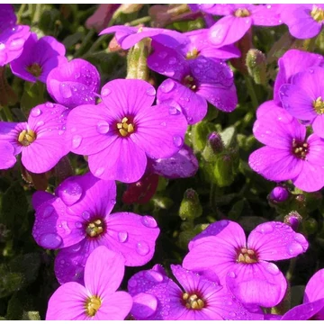Aubrieta 'Hamburger Stadtpark' - Pázsitviola
