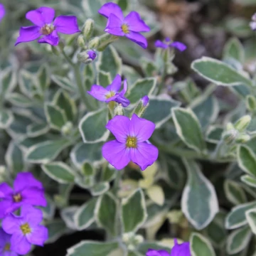 Aubrieta 'Silberrand' - Pázsitviola