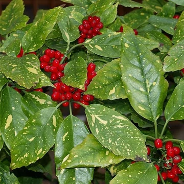 Aucuba japonica 'Crotonifolia' - Babérsom