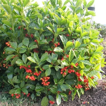 Aucuba japonica &#039;Rozannie&#039; - Japán babérsom