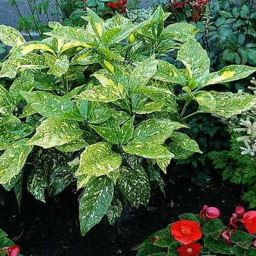 Aucuba japonica &#039;Variegata&#039; - Babérsom