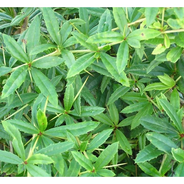 Berberis julianae - Júlia borbolya