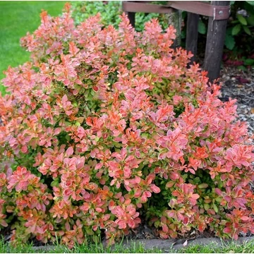 Berberis thunbergii 'Admiration' - Japán borbolya