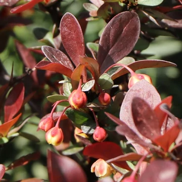 Berberis thunbergii 'Atropurpurea Nana' - Japán vérborbolya