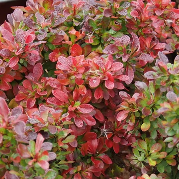 Berberis thunbergii 'Bagatelle' - Japán vérborbolya