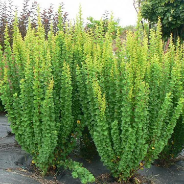 Berberis thunbergii &#039;Erecta&#039; - Japán borbolya