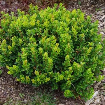 Berberis thunbergii &#039;Kobold&#039; - Japán borbolya