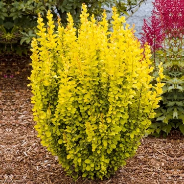 Berberis thunbergii 'Maria' - Japán borbolya