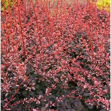 Berberis thunbergii &#039;Pink Attraction&#039; - Japán borbolya
