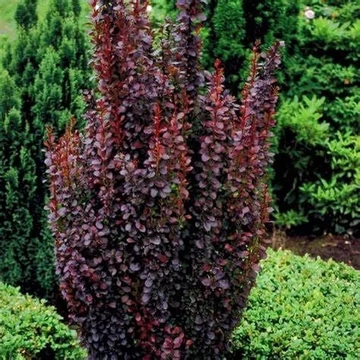 Berberis thunbergii &#039;Red Pillar&#039; - Japán borbolya