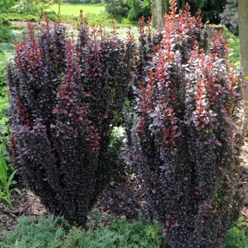 Berberis thunbergii &#039;Red Rocket&#039; - Japán borbolya