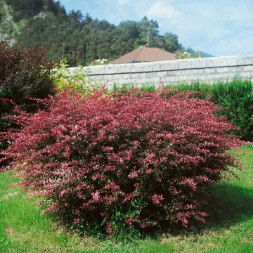 Berberis thunbergii &#039;Rose Glow&#039; - Japán borbolya