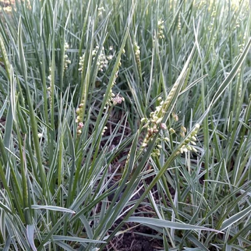 Briza media 'Zitterzebra' – Közepes rezgőfű