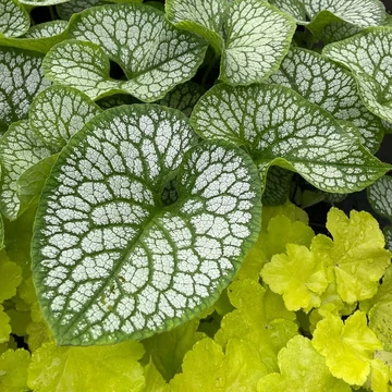 Brunnera macrophylla 'Jack of Diamonds' – Kaukázusi nefelejcs