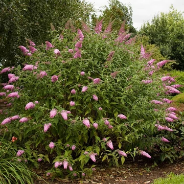 Buddleia davidii &#039;Pink Delight&#039; - Nyáriorgona