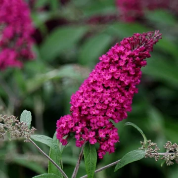 Buddleia davidii &#039;Royal Red&#039; - Nyáriorgona