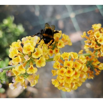 Buddleia x weyeriana 'Sungold' - Nyáriorgona