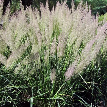 Calamagrostis brachytricha - Nádtippan