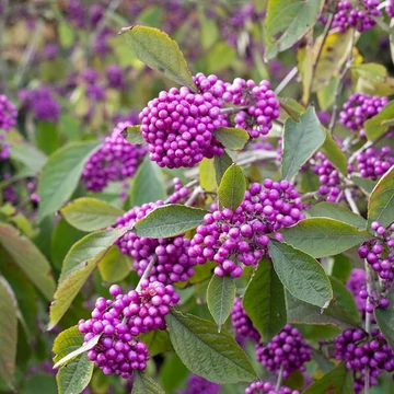 Callicarpa bodinieri 'Profusion' - Kínai lilabogyó