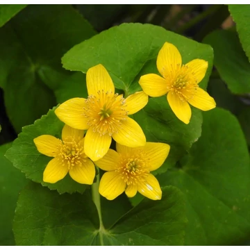 Caltha palustris - Mocsári gólyahír