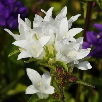 Campanula glomerata 'Alba' - Csomós harangvirág