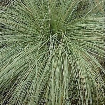 Carex comans 'Amazon Mist' – Sás