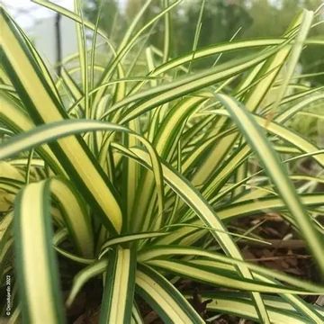 Carex oshimensis 'Evergold' – Sás
