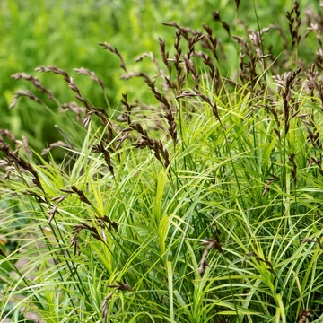 Carex muskingumensis - Pálmalevelű sás
