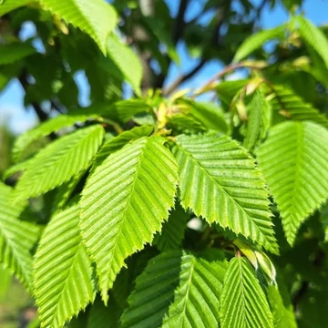 Carpinus betulus &#039;Lucas&#039; - Közönséges gyertyán