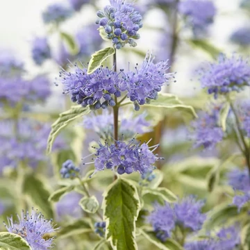Caryopteris x clandonensis 'White Surprise'® – Angol kékszakáll