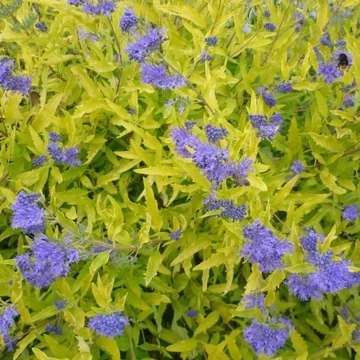 Caryopteris x clandonensis 'Worcester Gold' – Angol kékszakáll