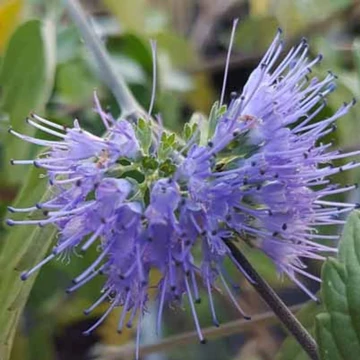 Caryopteris incana 'Weeping Form' – Kínai kékszakáll