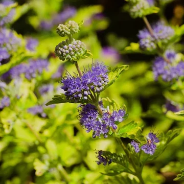 Caryopteris clandonensis &#039;Hint of Gold&#039; - Angol kékszakáll