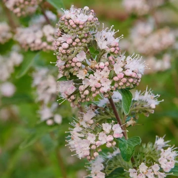 Caryopteris clandonensis &#039;Stephi&#039;® - Angol kékszakáll