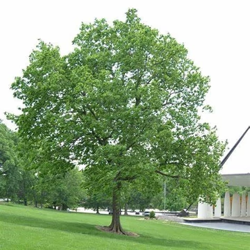Celtis occidentalis - Nyugati ostorfa