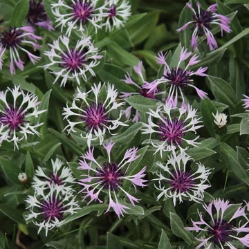 Centaurea montana 'Amethyst in Snow' – Hegyi imola
