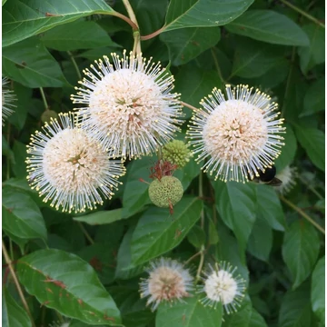 Cephalanthus occidentalis – Gombvirág cserje