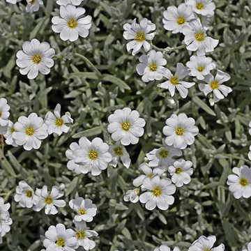 Cerastium tomentosum - Molyhos madárhúr