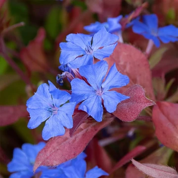 Ceratostigma plumbaginoides - Tarackoló kékgyökér