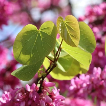 Cercis chinensis 'Avondale' - Júdásfa
