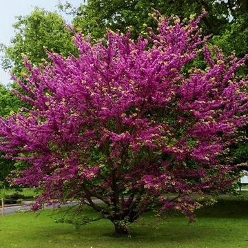 Cercis siliquastrum - Közönséges júdásfa