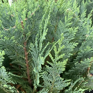Chamaecyparis lawsoniana 'Columnaris' - Oregoni hamisciprus
