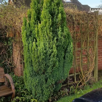 Chamaecyparis lawsoniana 'Ellwoodii' - Ezüstös oregoni hamisciprus