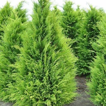 Chamaecyparis lawsoniana &#039;Stardust&#039; - Oregoni hamisciprus